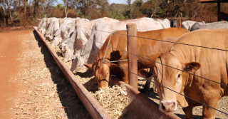 bois em confinamento nelore e caracu no iz 4