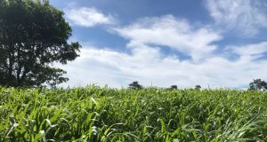capim mombaca grande trator com forrageira colhendo
