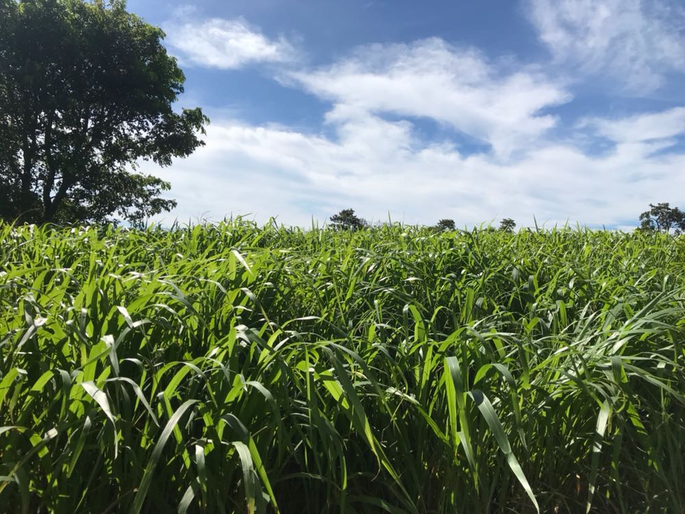 capim mombaca grande trator com forrageira colhendo