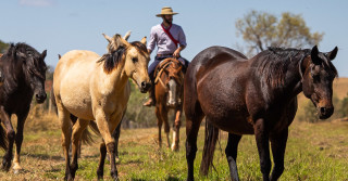 cavaleiro tocando os cavalos