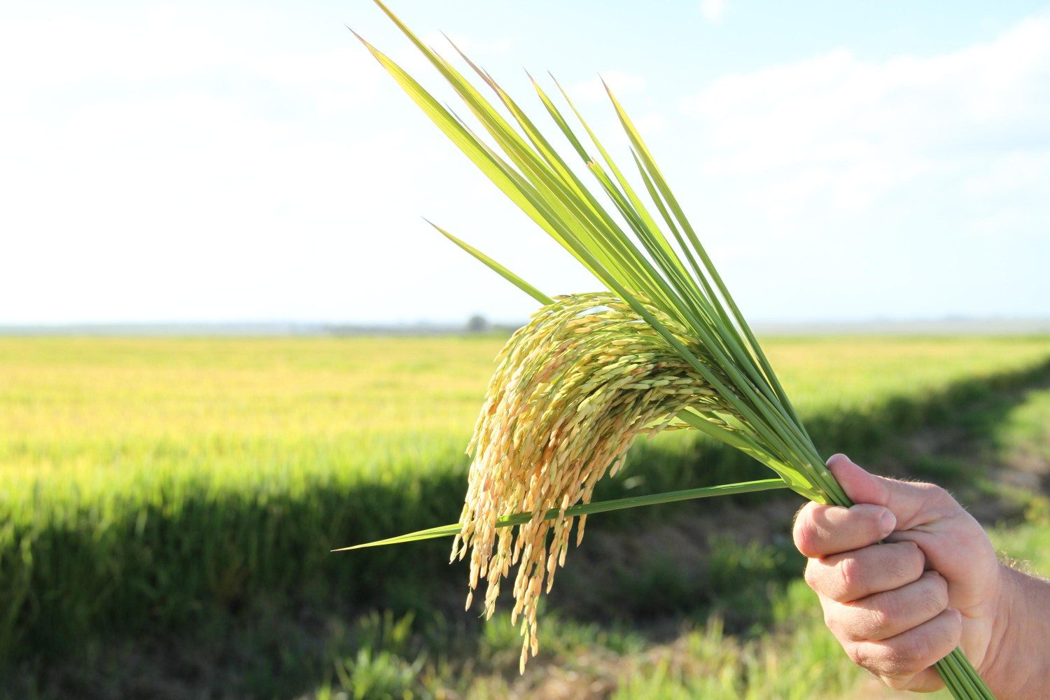 cultivares de arroz irrigado em lavoura, grãos e panícula