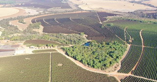 foto drone cafezais geada no sul de minas