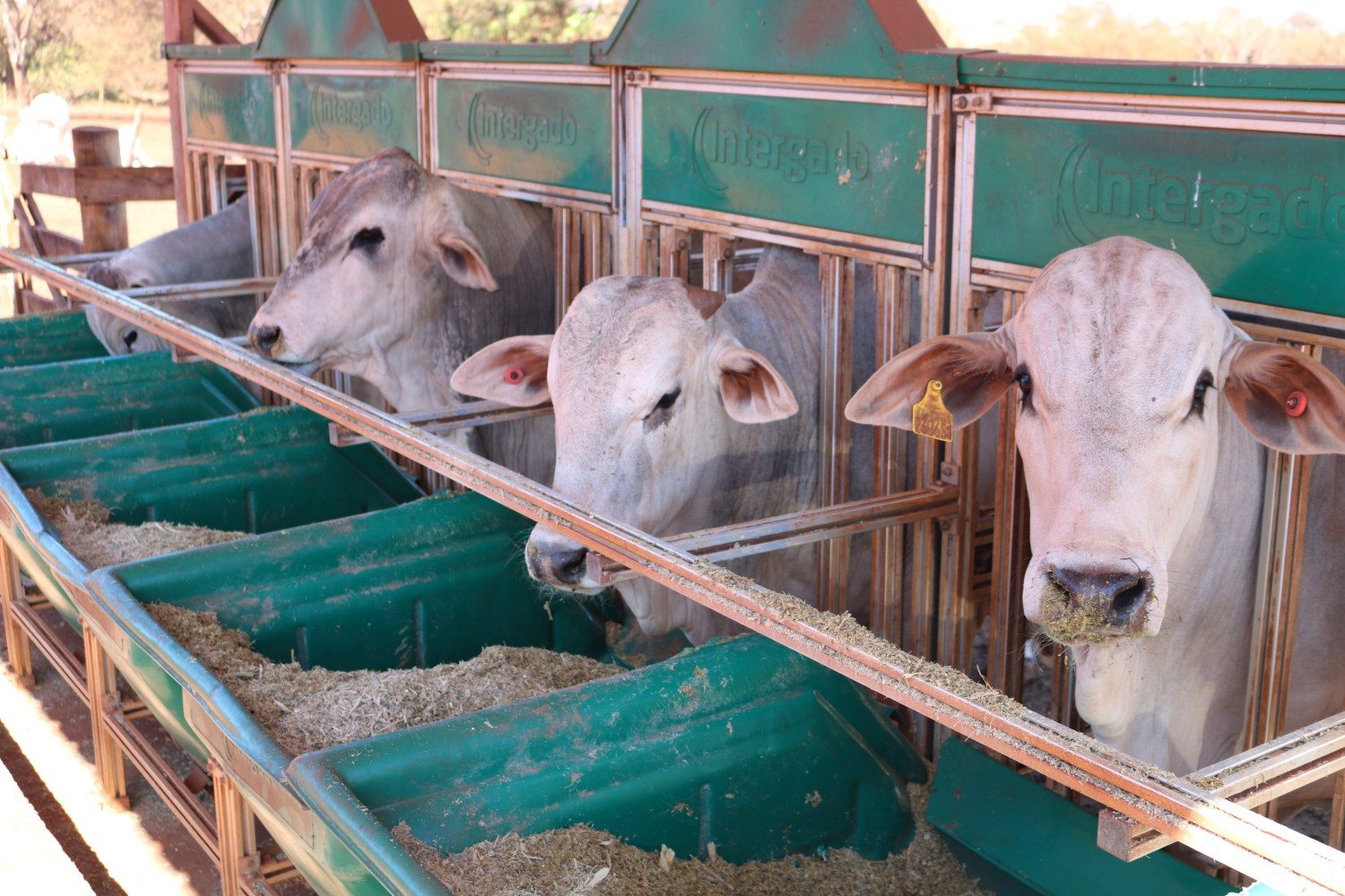 growsafre intergado - cochos medem desempenho de cunsulmo nelore no iz sertaozinho