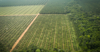 municípios de Tailândia e Tomé Açú, visitaram Agropalma e a CAMTA 2