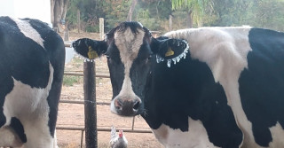 Vaca ficou com as orelhas congelada após tomar banho nesta terça-feira em Patrocínio — Foto: Clener Roberto Alves/ Arquivo Pessoal