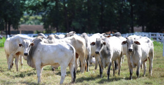 Dia de campo campo na Fazenda Santa Brígida, sobre integração lavoura pecuária floresta 1