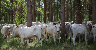 Dia de campo campo na Fazenda Santa Brígida, sobre integração lavoura pecuária floresta 2