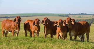 Fazenda Terra Verde - Nelore e Brahman vermelho PO