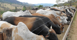 Alta do milho: quais alternativas para otimizar o uso na nutrição animal?