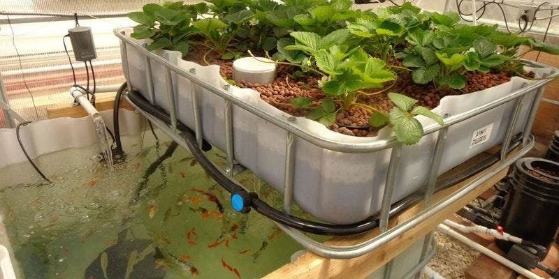 aquaponia circulo entre plantas e peixes - exemplo