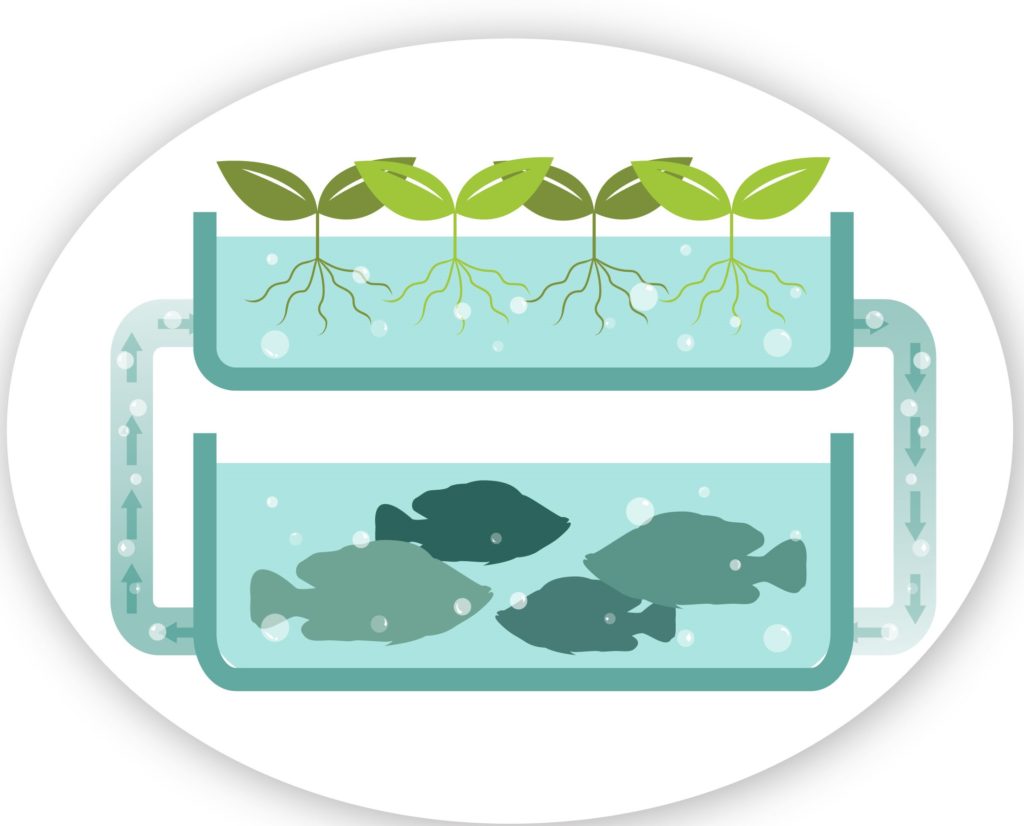 aquaponia circulo entre plantas e peixes