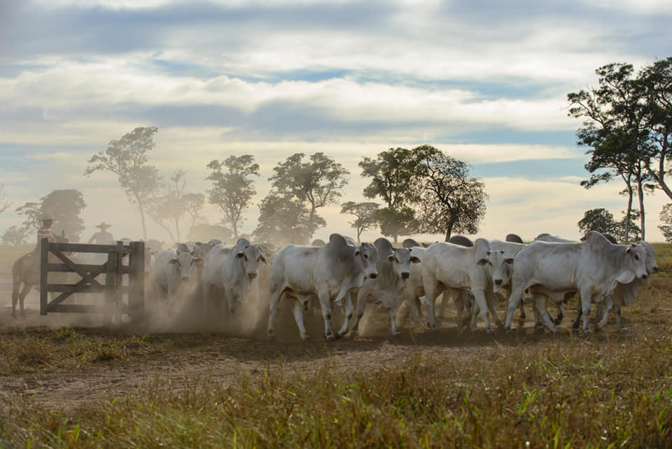 boiada touros nelore passando pela porteira trocando de pasto