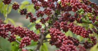 Manejo biológico favorece a produção de café especiais e certificados