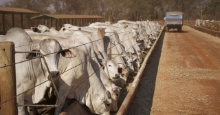 confinamento gado nelore no iz de sertaozinho