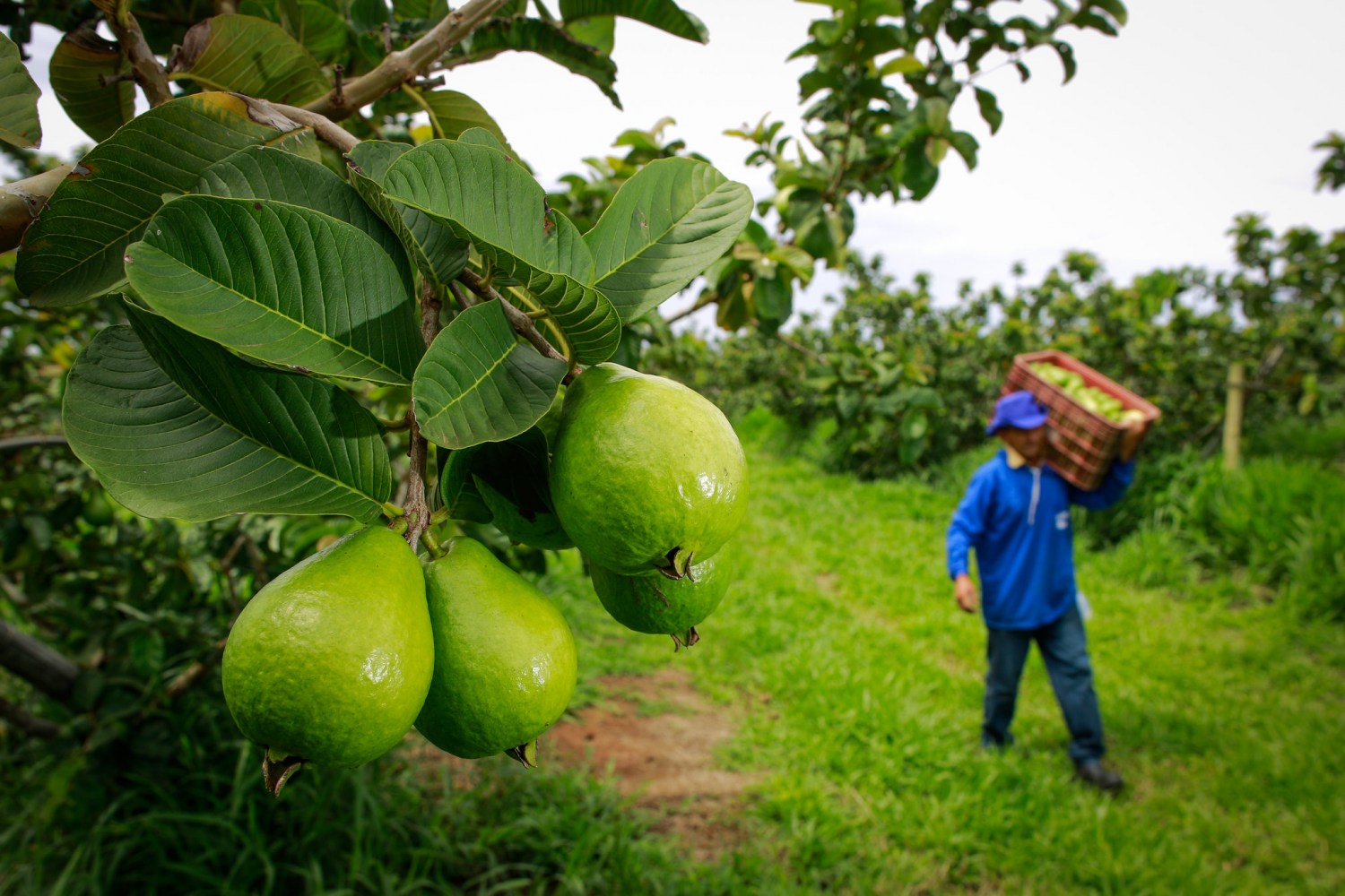 goiaba fruta - ao fundo trabalhador carregando caixa de goiaba