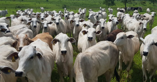 novilhada no pasto em mato grosso do sul