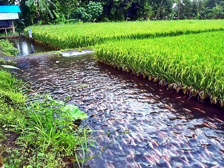 sistema de aquaponia com peixes e plantacao de arroz