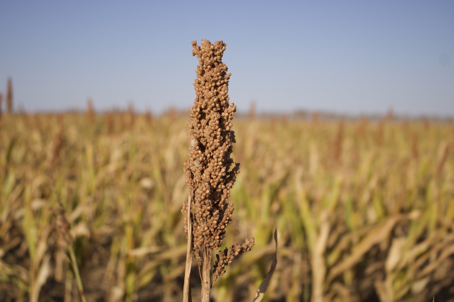 sorgo na roca em abadiania