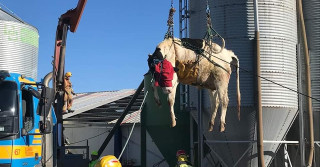 vaca cai em ordenha robotizada e bombeiros sao acionados