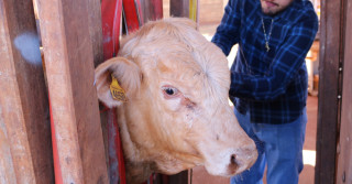 veterinario brincado animal no brete