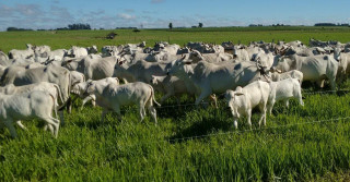 Família torna fazenda eficiente e rentável com a ILP