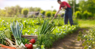 agricultura orgânica