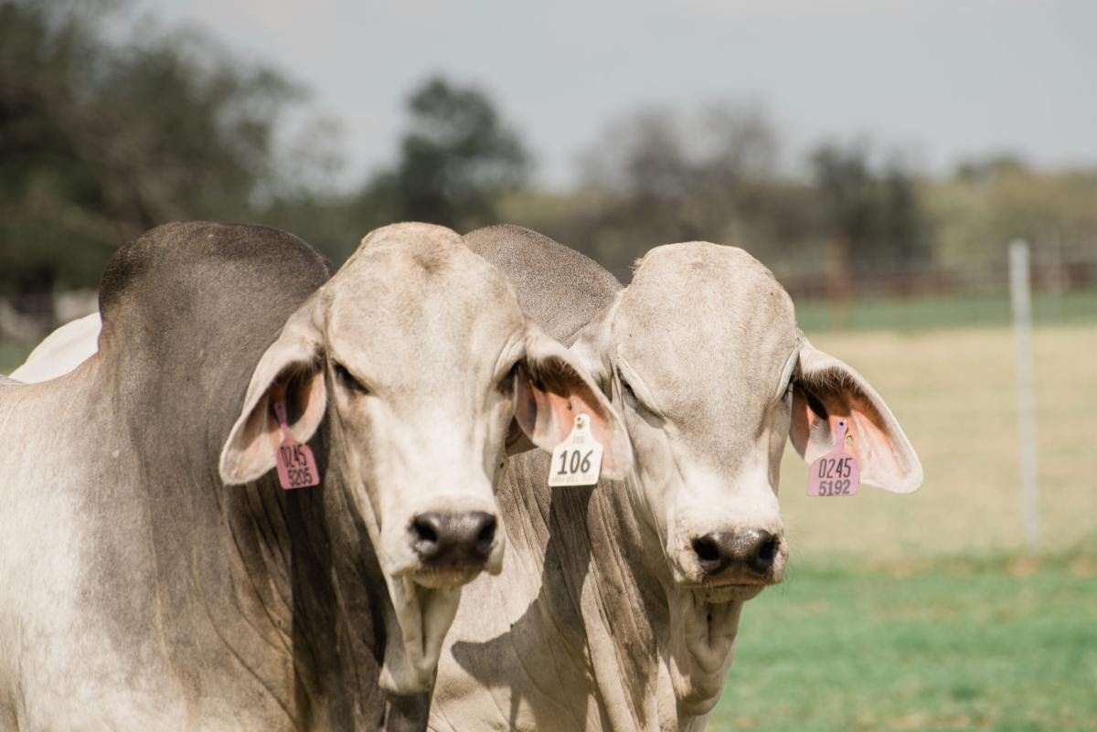 brahman americano