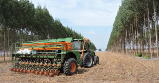 plantio da soja em ilpf em mato grosso