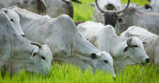 vacas nelore comendo pasto bom demais 1