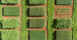 a renovação do canavial por meio do plantio da cana consorciada com milho é promissora e economicamente viável - Photo: Fabiano Bastos