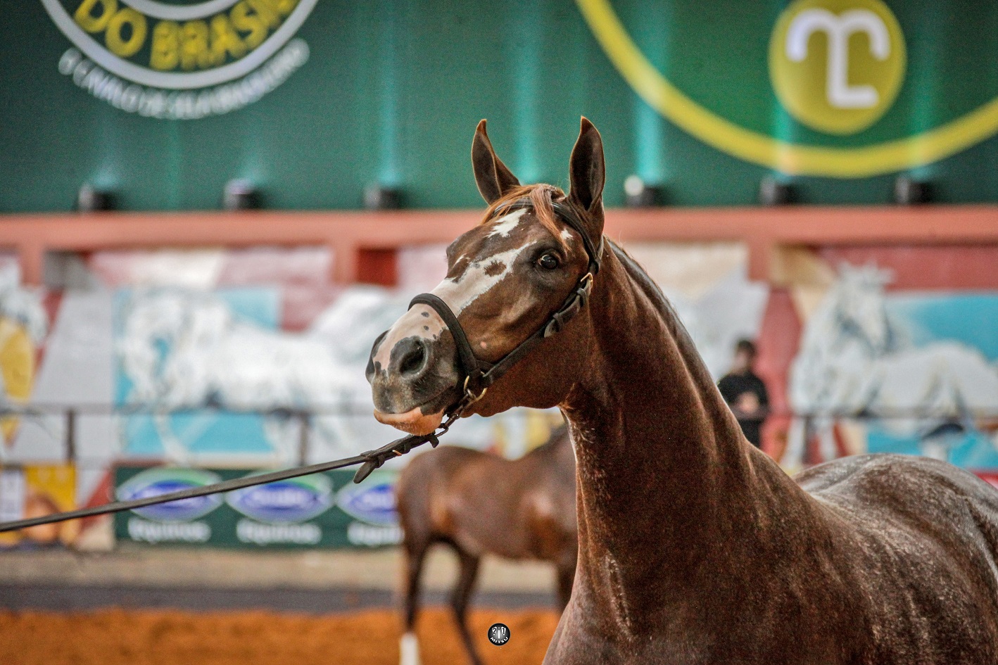 Legenda da Foto 1: Animais de muita qualidade estiveram em pista na fase inicial da 43ª Nacional / Foto: Márcio Mitsuishi.