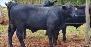 touro BGN0703, também da VPJ Pecuária