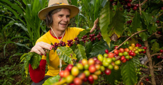 Mulher do campo. Produtora rural. Café gourmet. Colheita de café manual