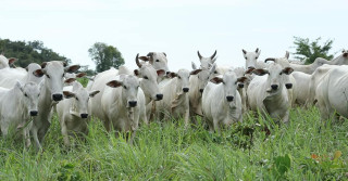 Progênie do Touro Mutreco FVC em Tocantins. Animais criados exclusivamente à pasto