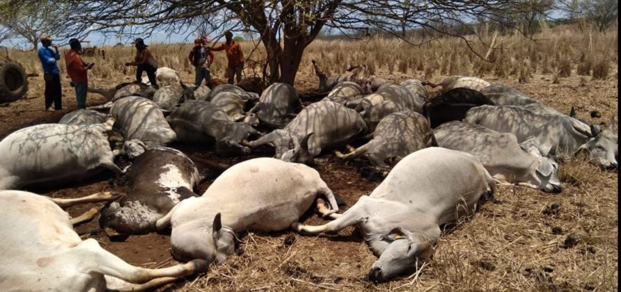 Raio causa prejuízo de R$ 300 mil a pecuarista em Minas Gerais 1