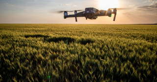 Tecnologia no campo. Drone em plantação de trigo