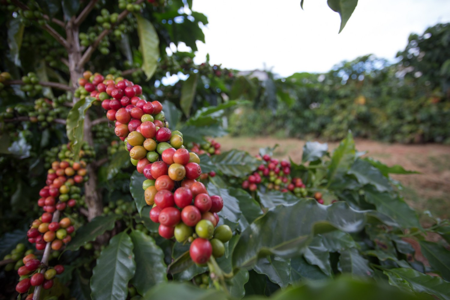 Cresce número de agricultores com acesso ao seguro rural