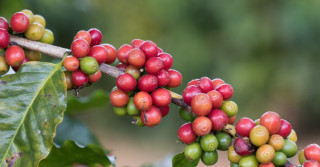 lavoura de café carregado - cafezal - cafe em minas gerais - cafe cereja