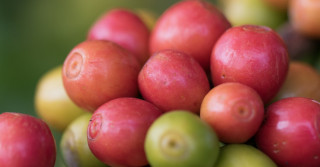 lavoura de café carregado - cafezal - cafe em minas gerais - cafe cereja