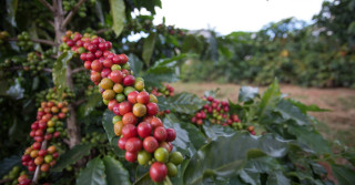 lavoura de café carregado - cafezal - cafe em minas gerais - cafe cereja