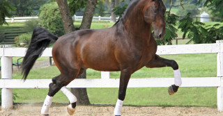 39ª Expo Internacional do Cavalo Lusitano 1