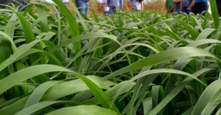 Brachiaria híbrida alcança alta qualidade da forragem