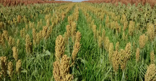 o cultivo consorciado do sorgo com braquiária ruziziensis foi capaz de reduzir em mais de 86% o banco de sementes no solo - Foto: Robélio Marchão