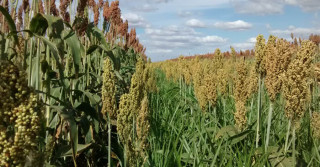 o cultivo consorciado do sorgo com braquiária ruziziensis foi capaz de reduzir em mais de 86% o banco de sementes no solo - Foto: Robélio Marchão