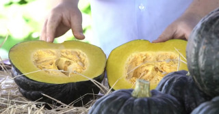 Abóbora híbrida é destaque com frutos graúdos e pesados