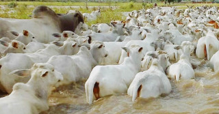 gado nelore atravessando rio