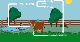 vacas nao sao culpadas pelos gases de efeito estufa