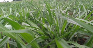 Cultivar Sabiá, a Brachiaria exclusiva da Barenbrug do Brasil