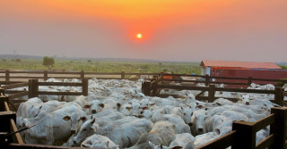 Do nascer ao por do sol - gado nelore no curral