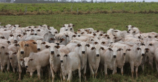 Novas parcerias e avanço no melhoramento genético marcaram trajetória da ANCP; pelo menos duas DEPs e mais quatro novos índices bioeconômicos serão lançados